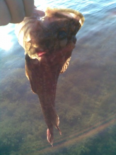 H�rk�simppu 250 g